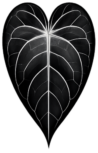 cropped xparrent bg leaf only 2.png