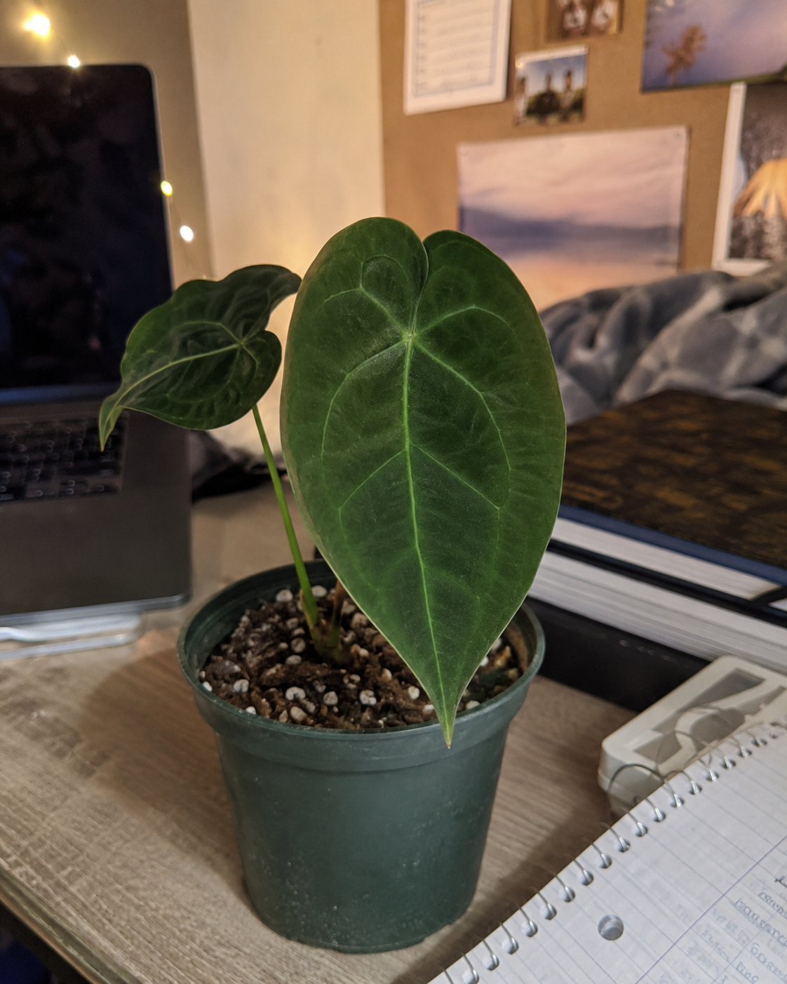 user3-free-img college student excellent plant purchase review