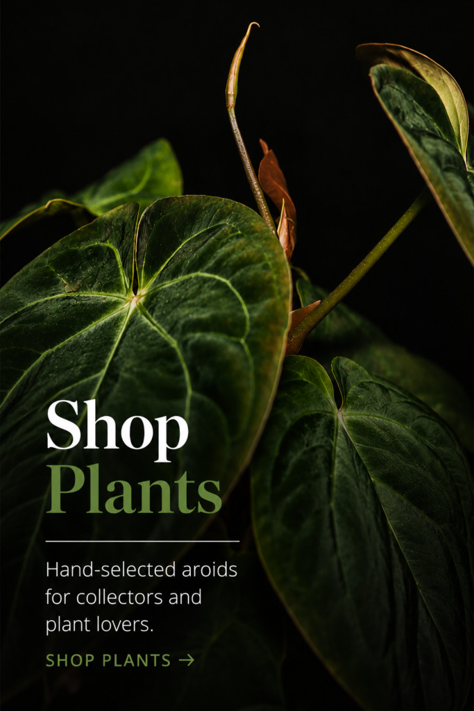 shop rare tropical house plants